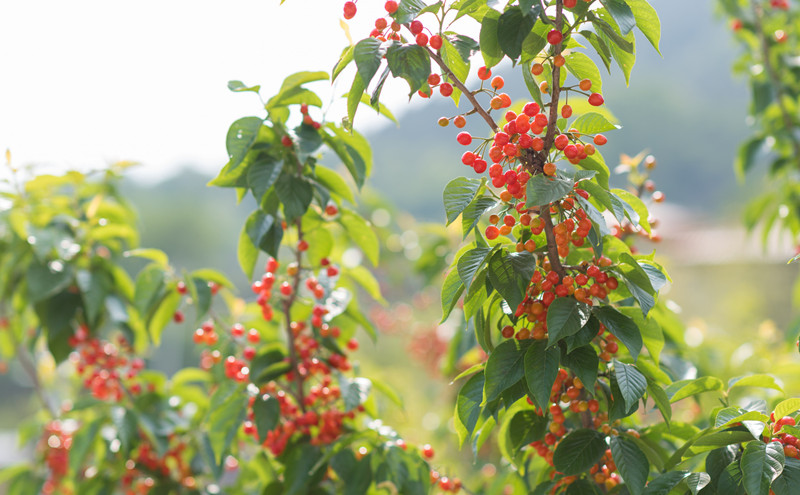 煙臺(tái)苗木會(huì)